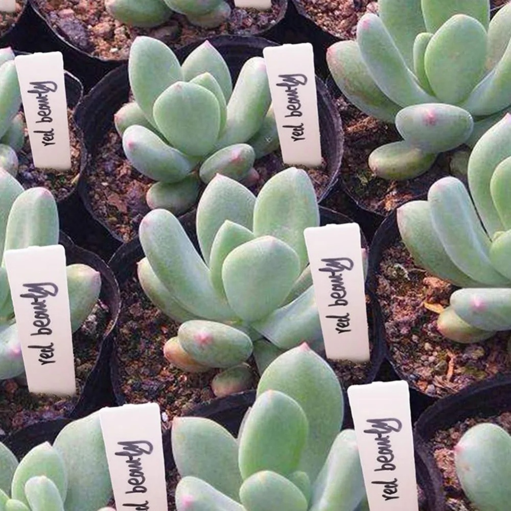 100PCS Garden Plant Labels Pla - Garden Label Marker review and price