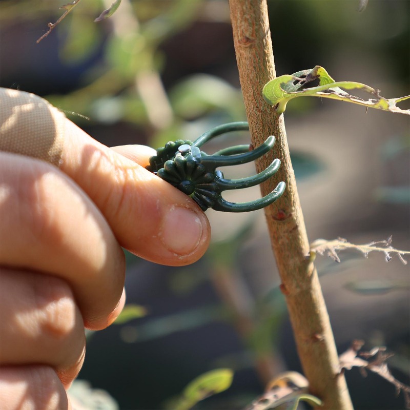Wholesale Mini Plant Support C - Gardening Tools Store review and price